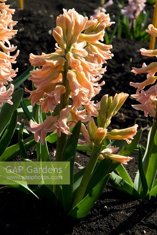 Hyacinthus 'Firelight' - The National Collection of Hyacinthus, Cambridgeshire. March