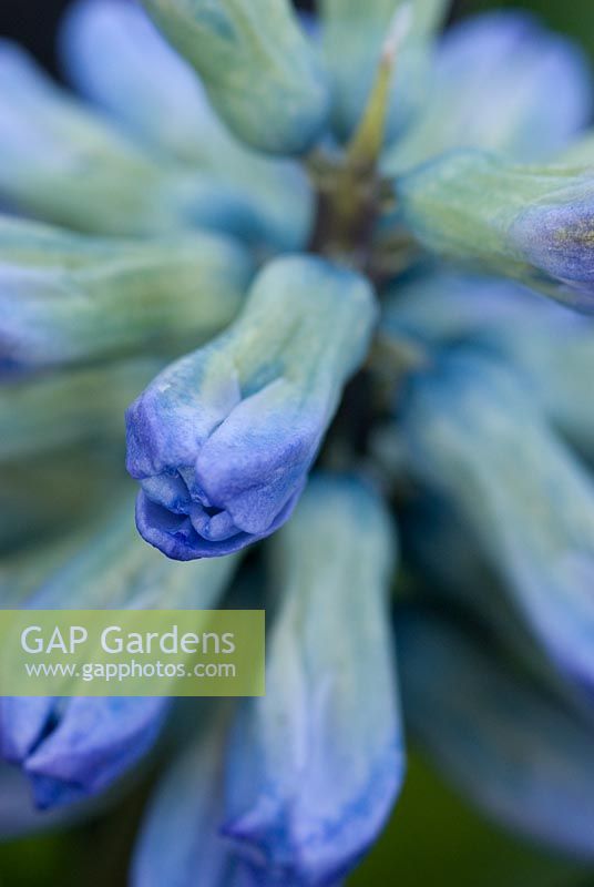 Hyacinthus 'Gainsborough' - The National Collection of Hyacinthus, Cambridgeshire. March