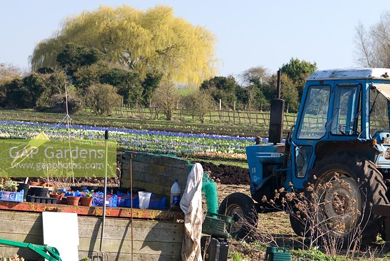 Hyacinthus - Hyacinths growing on the rich Fen soil with tractor. The National Collection of Hyacinthus, Cambridgeshire