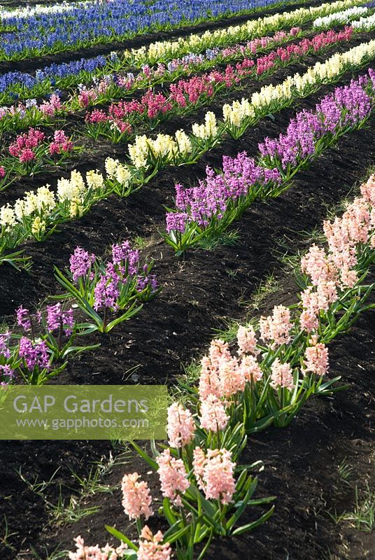 Hyacinthus fields for bulb production on the fens in Cambridgeshire. Varieties include - Gypsy Princess, Paul Hermann and Jan Bos. The National Collection of Hyacinthus orientalis