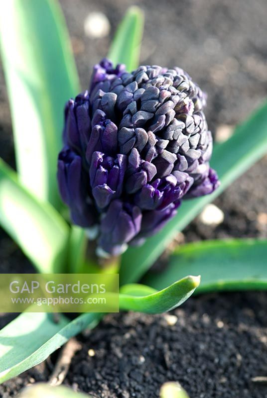 Hyacinthus 'Midnight Mystique', a new black hyacinth introduced from Holland, it became commercially available in 2006 - The National Collection of Hyacinthus, Cambridgeshire