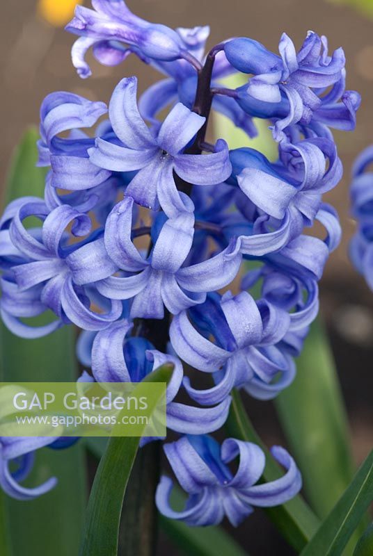 Hyacinthus 'Grande Maitre' - The National Collection of Hyacinthus, Cambridgeshire. March