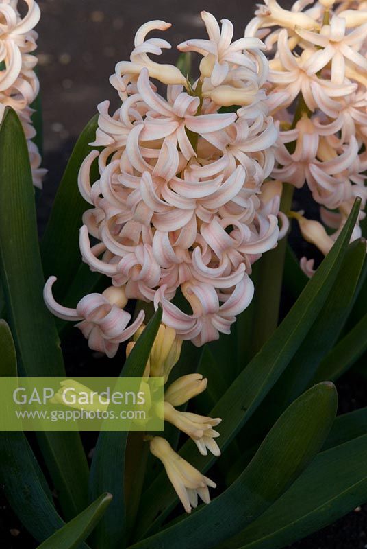 Hyacinthus 'Sunny Delights' - The National Collection of Hyacinthus, Cambridgeshire. March