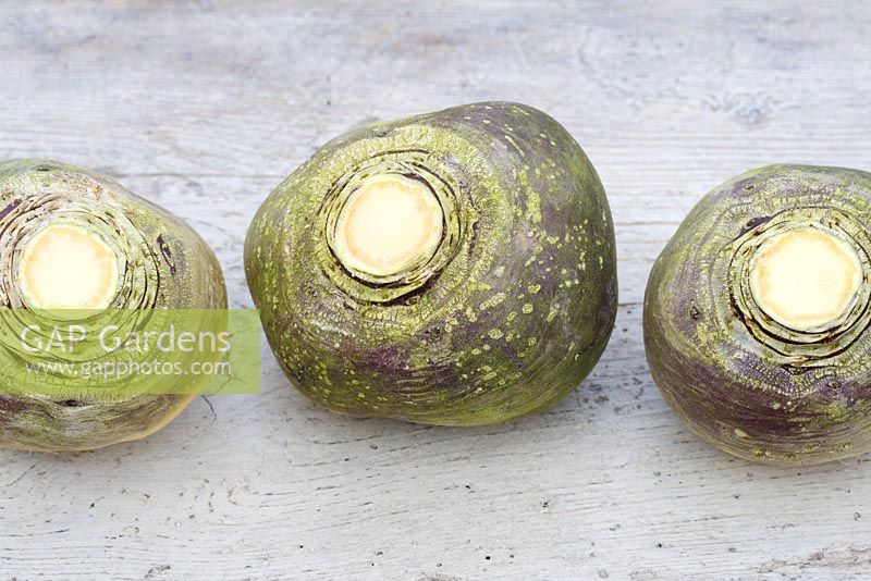 Brassica napus - Three swedes on a rustic wooden surface 