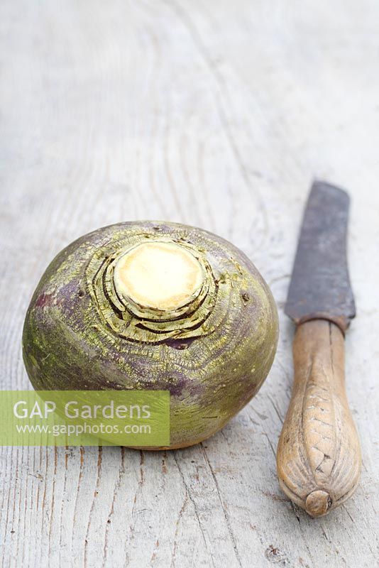 Brassica napus - Swede on a rustic wooden surface with knife 