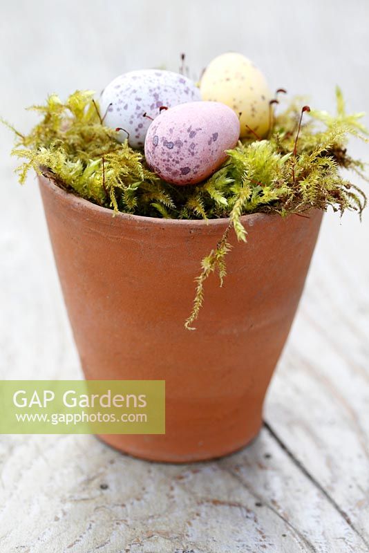 Chocolate Easter eggs in moss lined terracotta pot