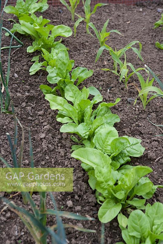 Young spinach, growing in rows with leeks