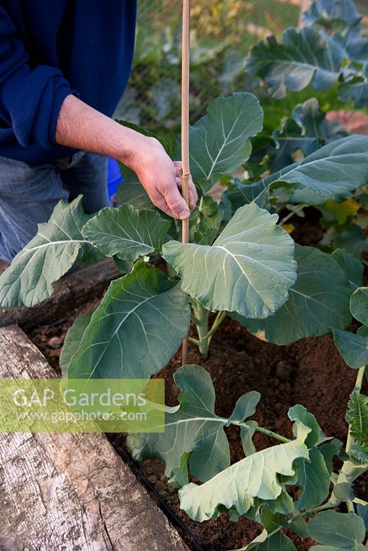 Supporting Broccoli 'Calabrese' in raised beds. Stake the plants when they are tall enough to need the support.