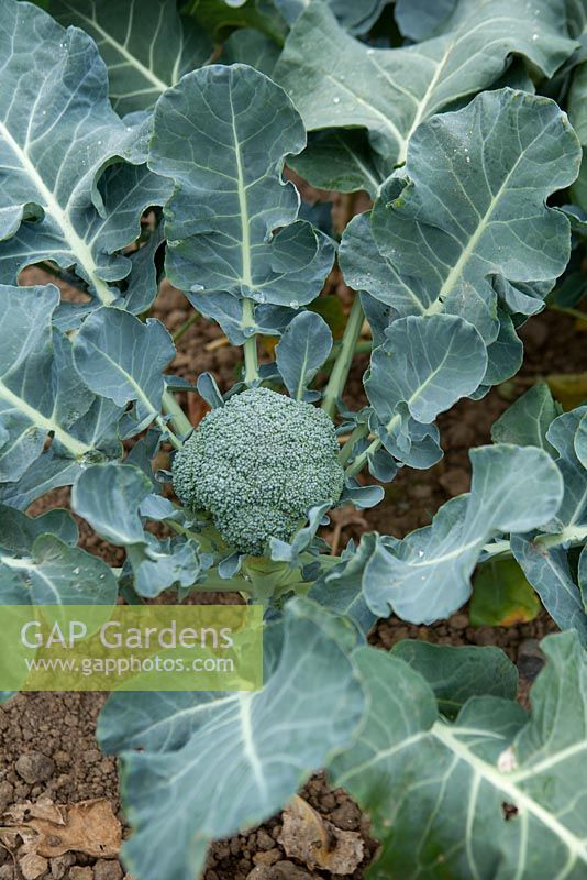 Brassica oleracea - Broccoli 'Iron Man'