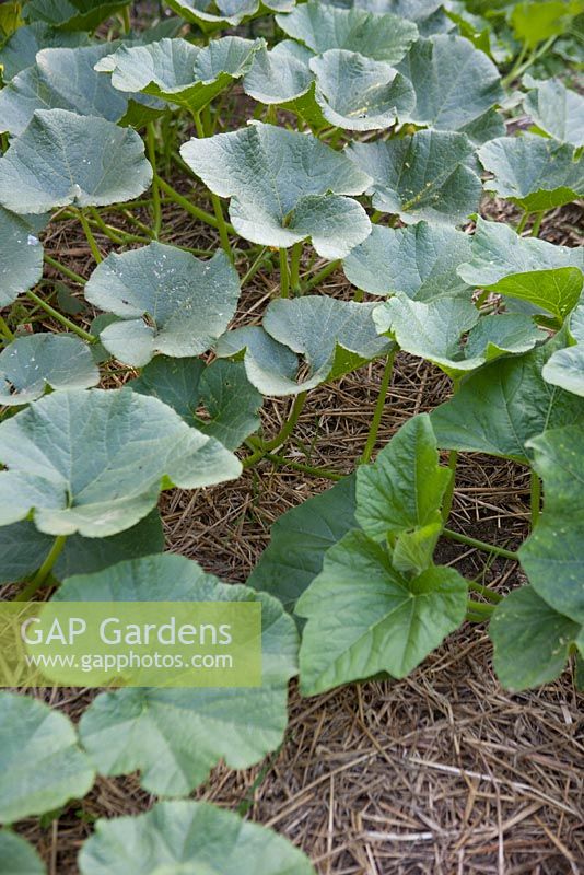 Planting Pumpkin 'Atlantic Giant' - Put down straw and within a month the plants will grow well.