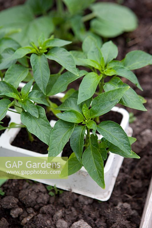 Young Pepper plants 'Como di Torro'