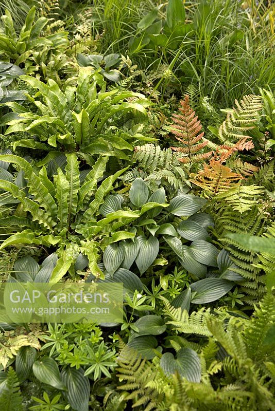 Ferns, Hostas, grasses and Galium odoratum - 'British Heart Foundation Garden', Silver Medal Winner, RHS Chelsea Flower Show 2011
