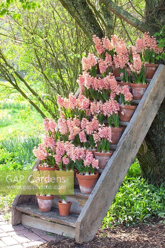Hyacinthus in pots on rustic pot stand made from an old staircase - Imig-Gerold Garden 