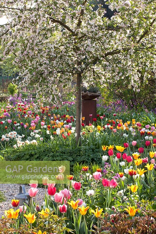 Tulipa, Lunaria annua and Malus 'Red Dentinel' - Imig-Gerold Garden
 