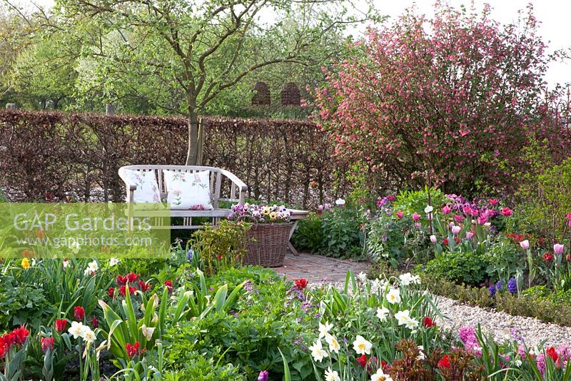 Beds of Tulipa and Narcissus, seating area beneath Ribes sanguineum 'King Edward'- Imig-Gerold Garden