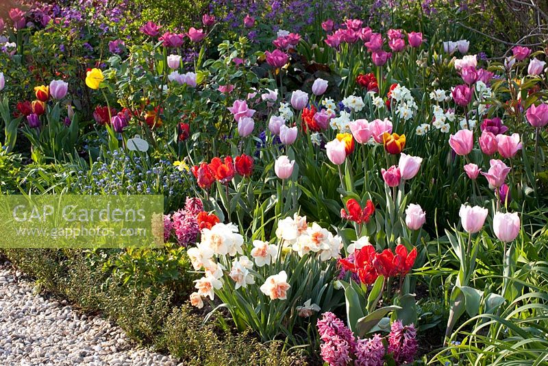 Tulipa, Narcissus and Lunaria annua - Imig-Gerold Garden