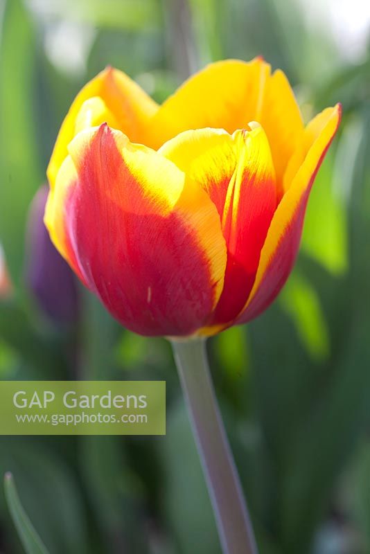 Tulipa 'Denmark' - Imig-Gerold Garden