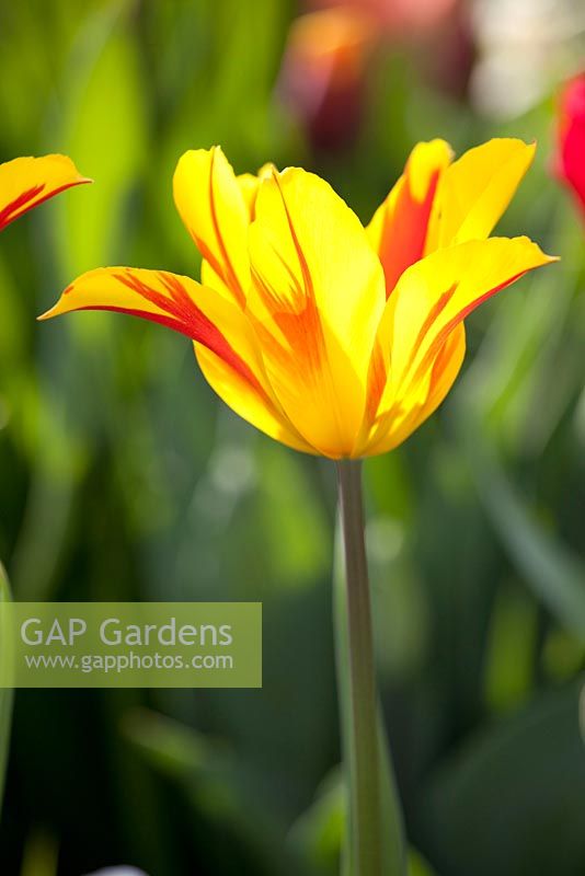 Tulipa 'Mona Lisa' - Imig-Gerold Garden