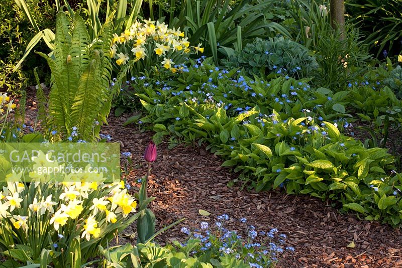 Daffodils and ferns in Spring border - Imig-Gerold Garden