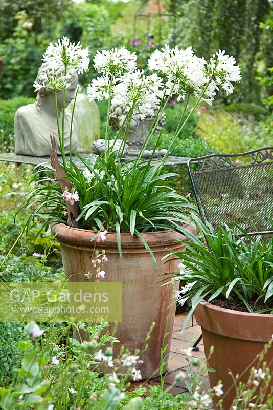 Agapanthus in tall terracotta container
