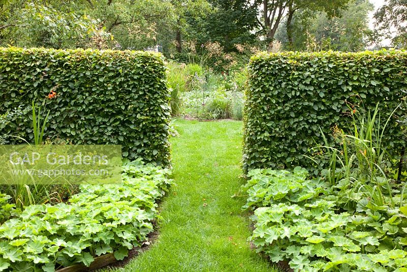 Clipped Beech hedge, grass pathway and groundcover - Ruinerwold Garden