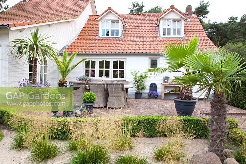 Mediterranean terrace next to house - planting includes Trachycarpus fortunei and Deschampsia cespitosa in Buxus edged beds - Tropical Touch