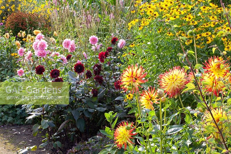 Colourful borders of Dahlia 'Gerrie Hoek', Dahlia 'Karma Choc', Dahlia 'Jessica', Helenium 'Julisonne', Helenium 'Loysder Wieck' - Verheggen Garden 
 