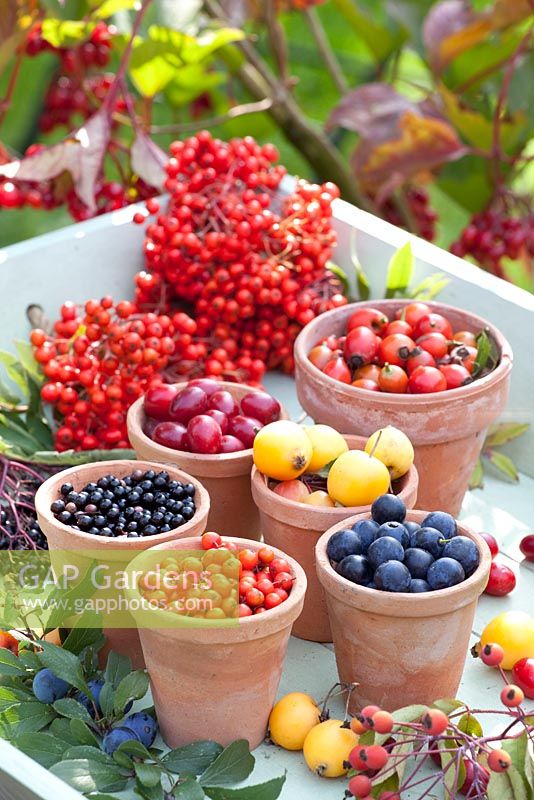 Display of edible fruits and berries in terracotta pots - Sambucus nigra, Rosa rugosa hips, Prunus spinosa, Sorbus aucuparia, Cornus mas and Malus 'Golden Hornet'