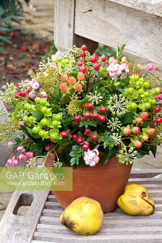 Arrangement of St Johns Wort, Ivy flowers and Snowberries in terracotta pot