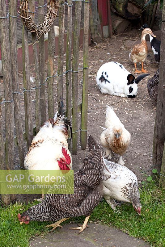 Chickens, ducks and rabbits in coup - Marx Garden 