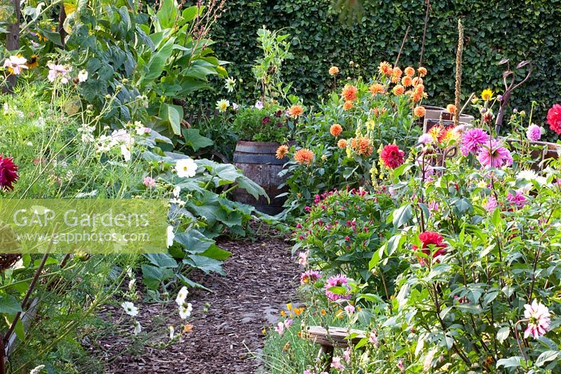 Bark chipping path and borders of Dahlia - Marx Garden 
