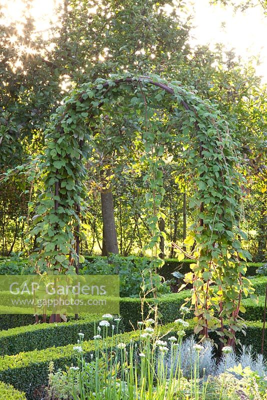 Arch with Rubus phoenicolasius - Japanese Wineberry with Allium tuberosum - Huis en Hof
