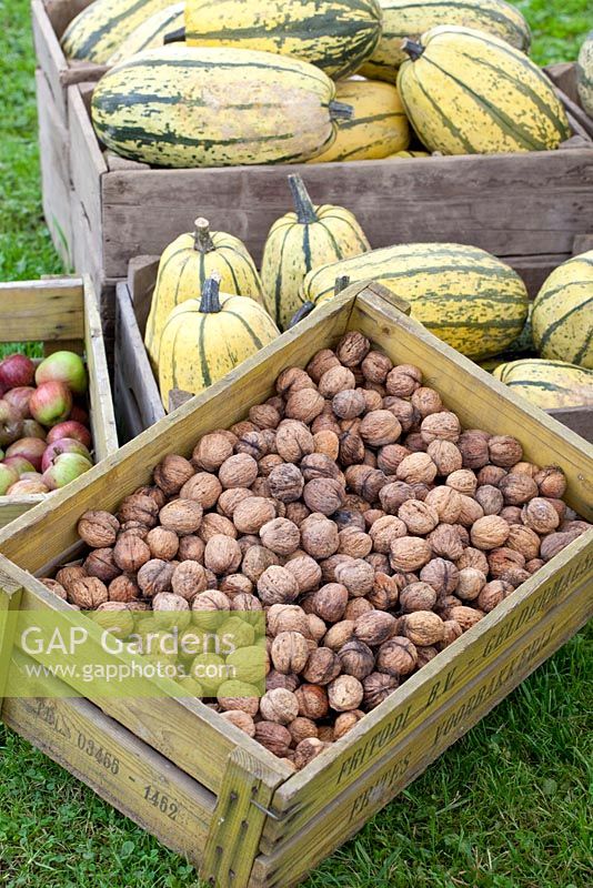 Crates of freshly harvested Juglans regia - Walnuts and Cucurbita pepo - Spaghetti Pumpkins - Huys en Hof