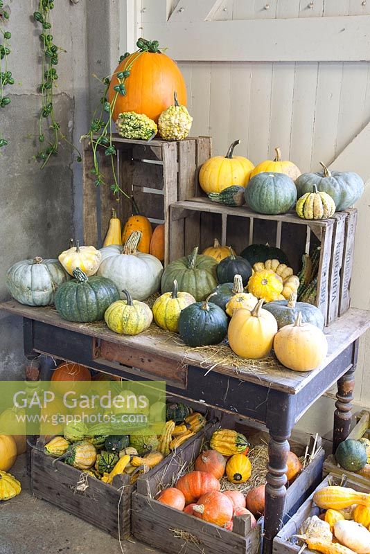 Pumpkins and squashes displayed for sale - Huys en hof