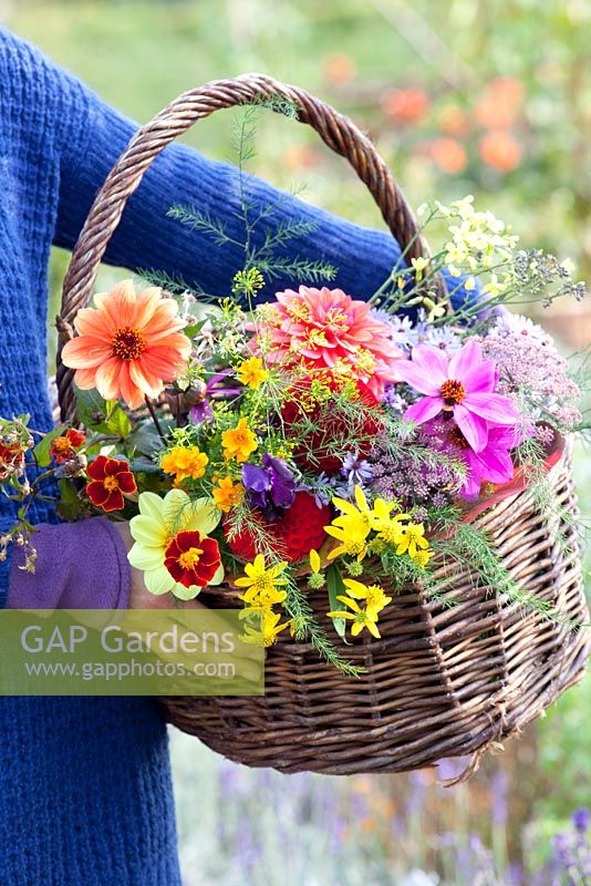Woman holding basket of flowers - Aster, Dahlia, Asparagus, Tagetes and Anethum graveolens