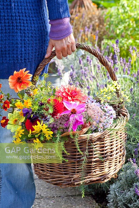 Woman holding basket of freshly picked flowers and herbs - Aster, Dahlia, Asparagus, Tagetes, Anethum graveolens