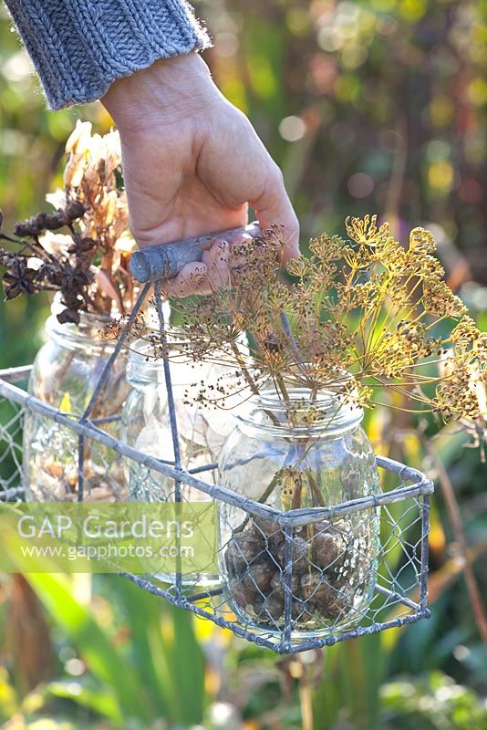 Woman holding wire basket of jam jars with collected seed heads - Lunaria annua, Dictamnus albus, Anethum graveolens and Nigella damascena
