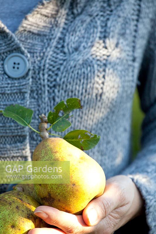 Woman holding freshly picked Pyrus comunis - Pear 'Bonne Louise d'Avranches'