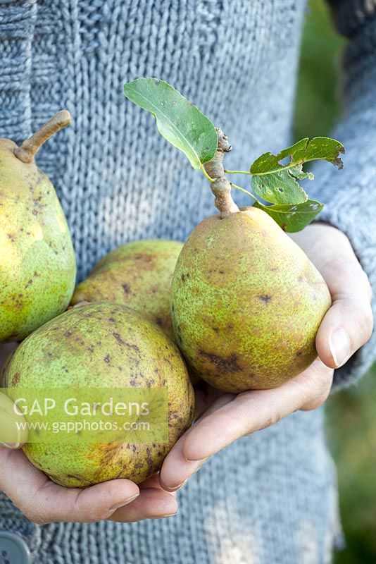 Woman holding freshly picked Pyrus comunis - Pear 'Bonne Louise d'Avranches'
