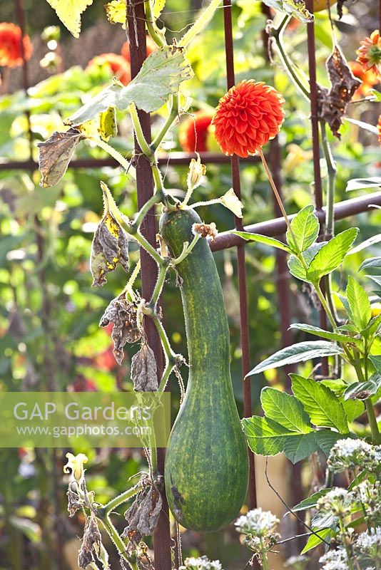 Lagenaria siceraria - Bottle Gourd 