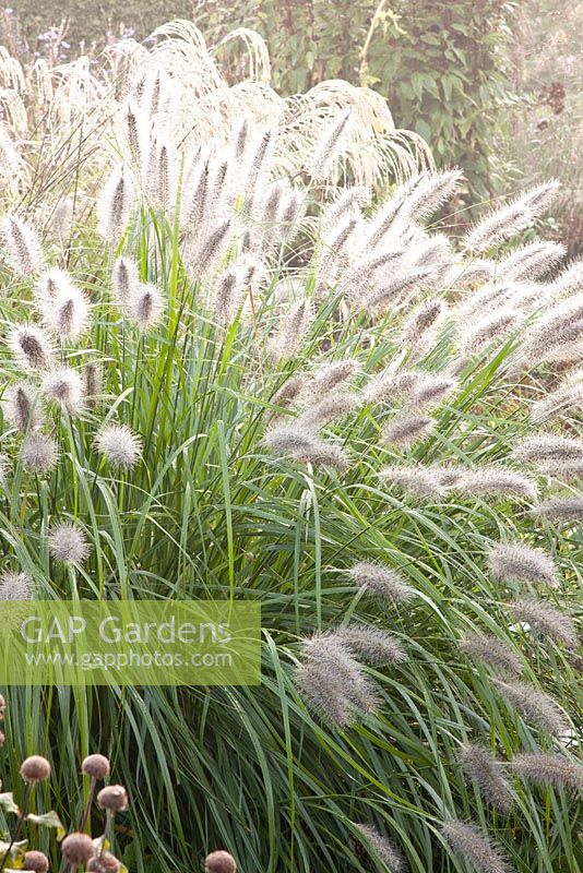 Pennisetum alopecuroides 'Moudry' fountain grass 