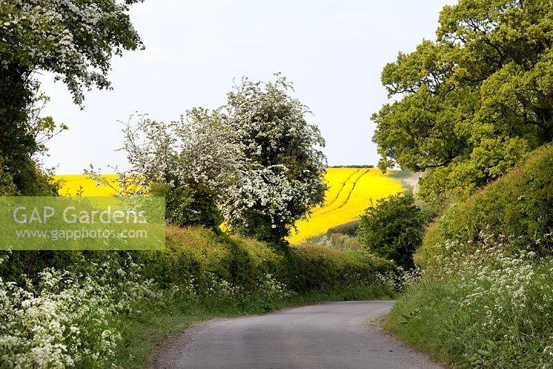 Brassica Napus - country lane alongside a field of rape 