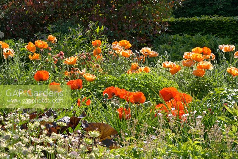 Colourful borders with Papaver orientale and Astrantia 