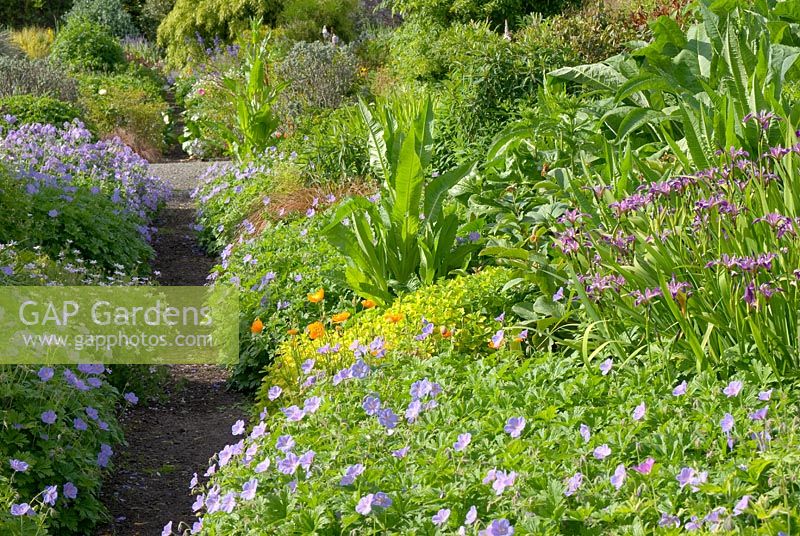 Colourful  borders with Geranium, Iris and Dipsacus in late May 