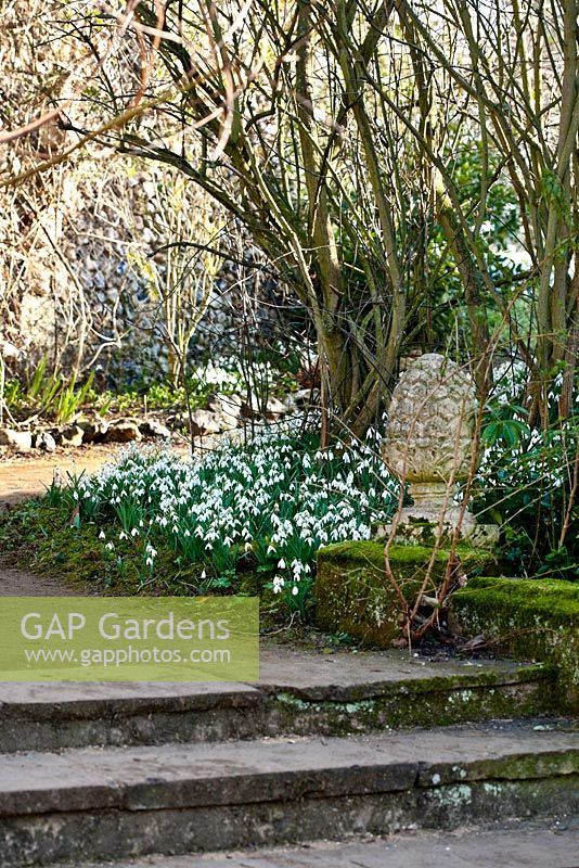 Steps leading up to Galanthus nivalis 