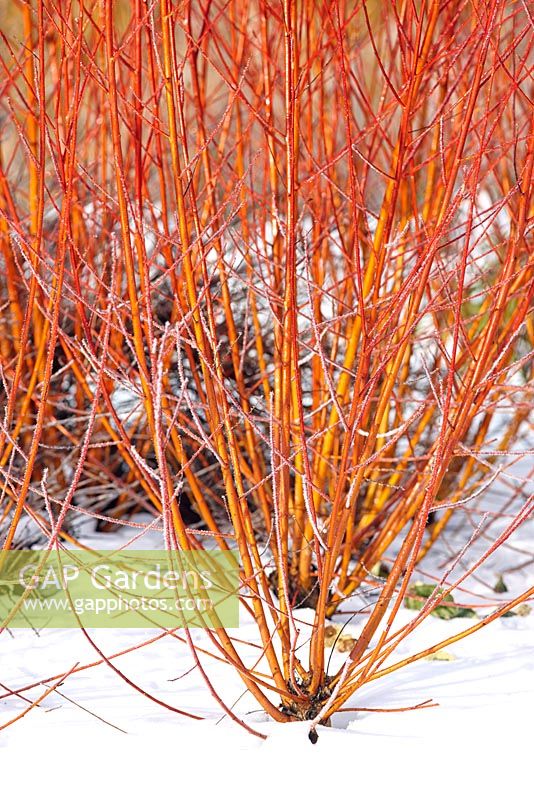 Salix alba var. vitellina 'Yelverton' in snow