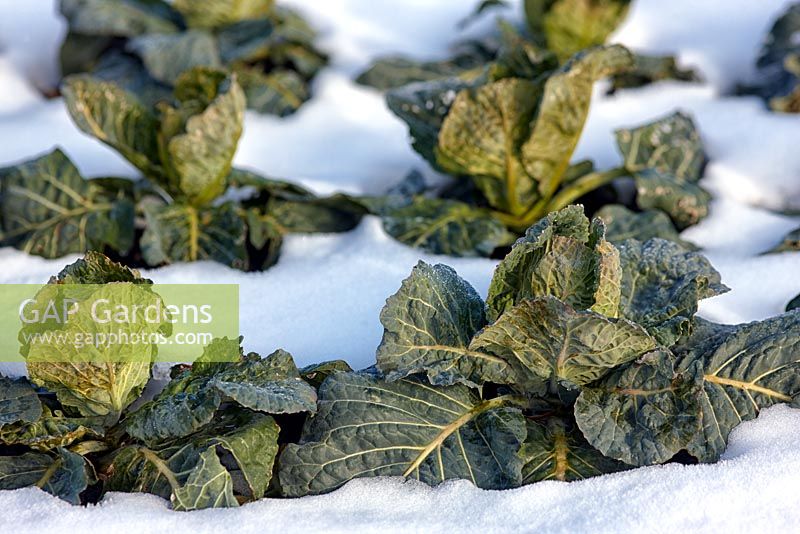 Brassicas - Cabbage 'Stanton' in snow
