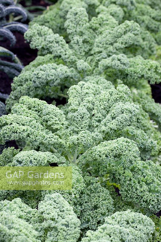 Brassica - Kale 'Darkibor'