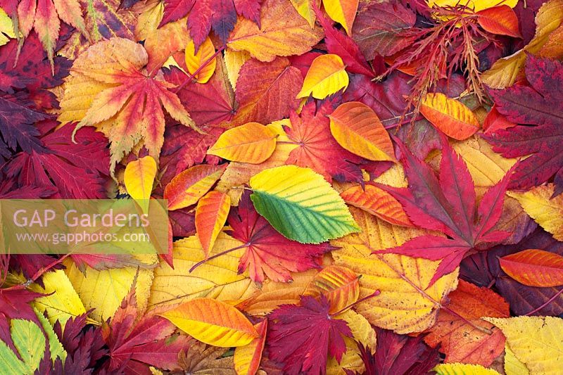 Autumn tree leaf pattern