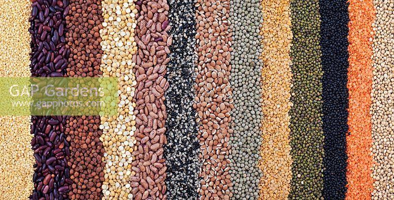 Pulses, seeds, bean and lentil pattern 